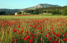 France-Provence-From Mont Ventoux to Chateauneuf du Pape